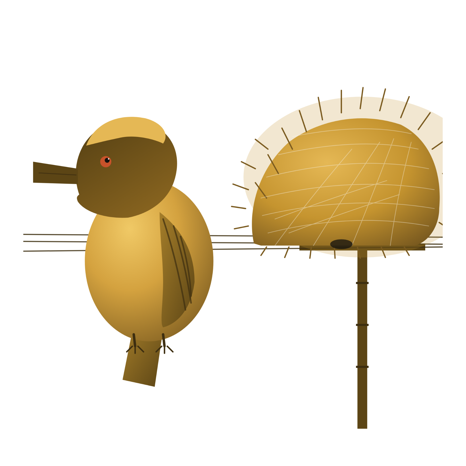 Weaverbird illustration